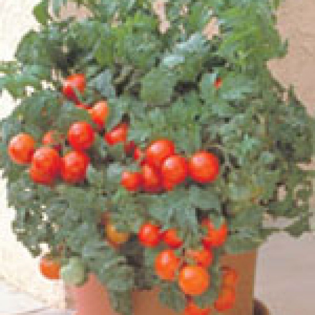 Patio Hybrid Tomato Seeds 2320 Osc Seeds