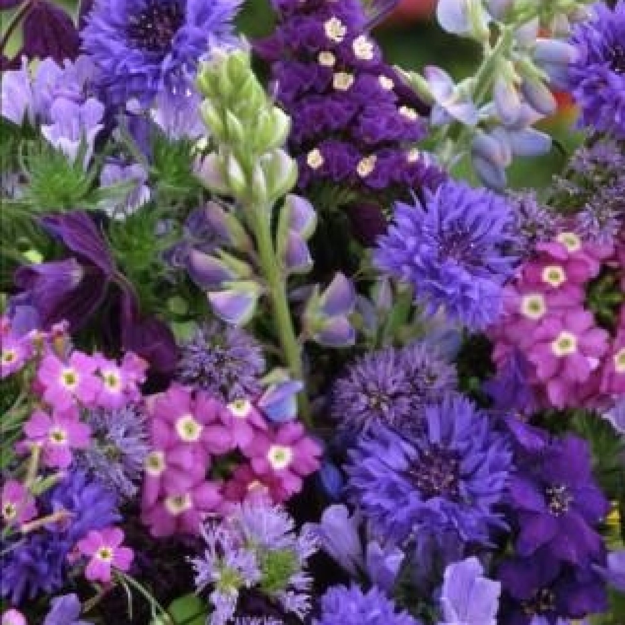 Flower Seed: Annuals | OSC Seeds