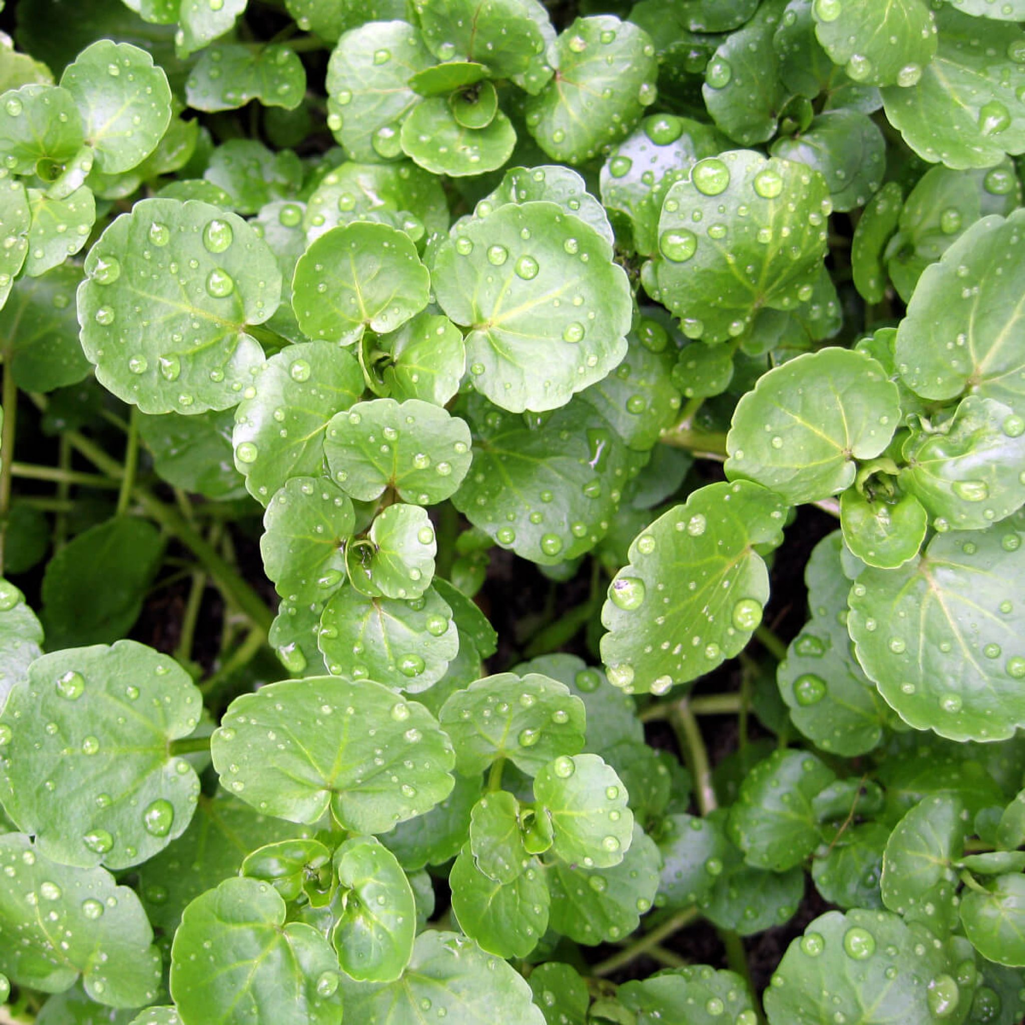 true-watercress-seeds-1505-osc-seeds