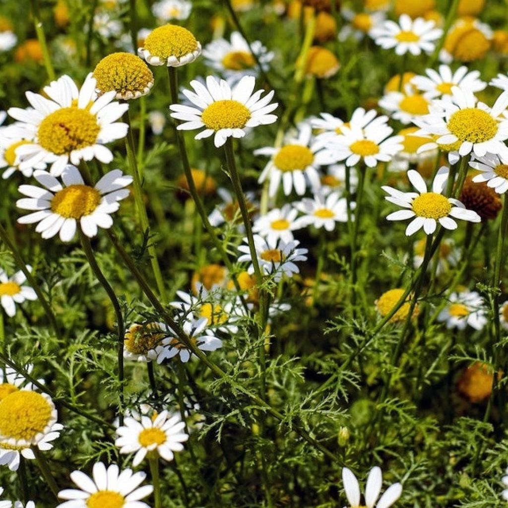 Chamomile Seeds 3025 | OSC Seeds