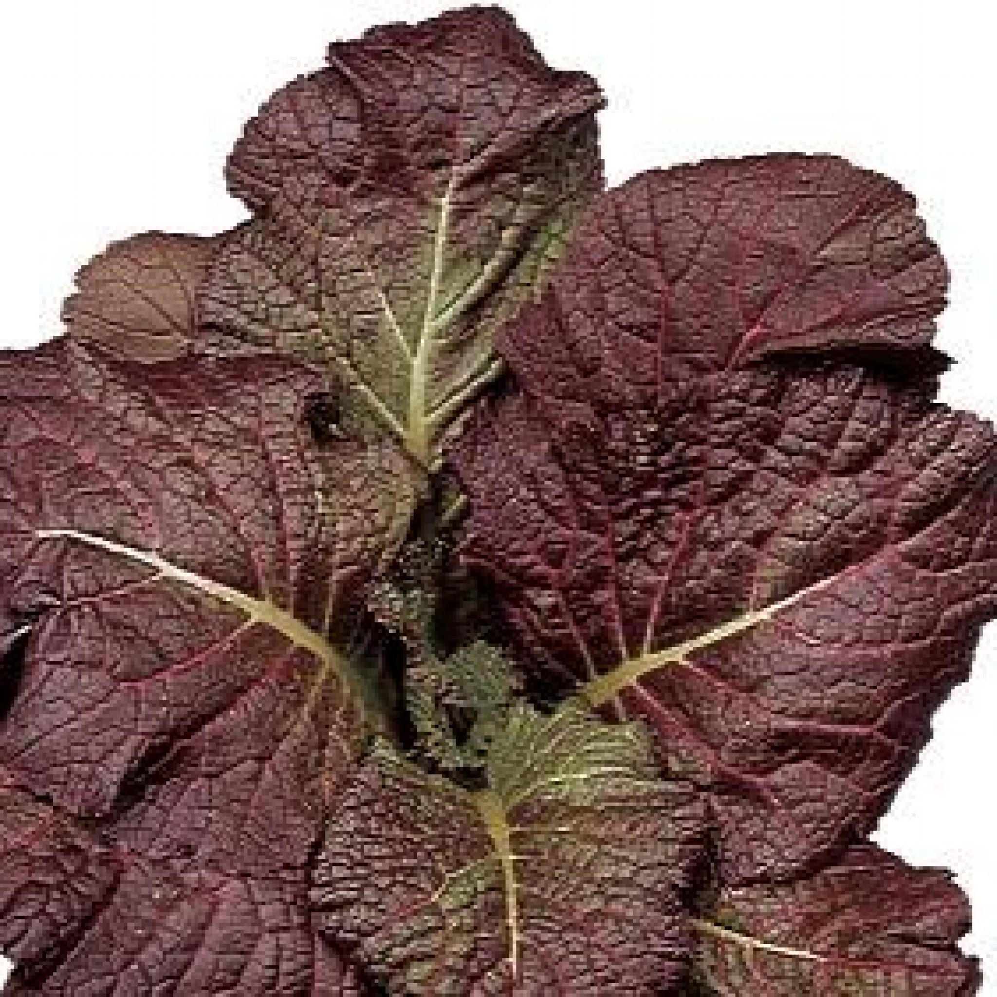 oriental-greens-seeds-osc-seeds