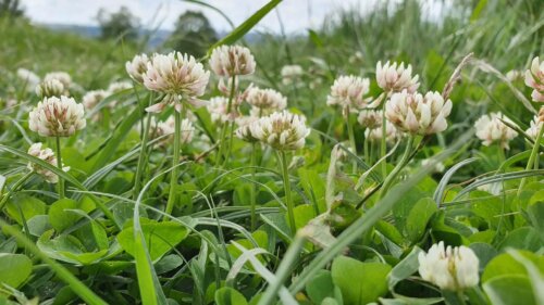 Clover and Microclover Lawns - what's the big deal? | OSC Seeds