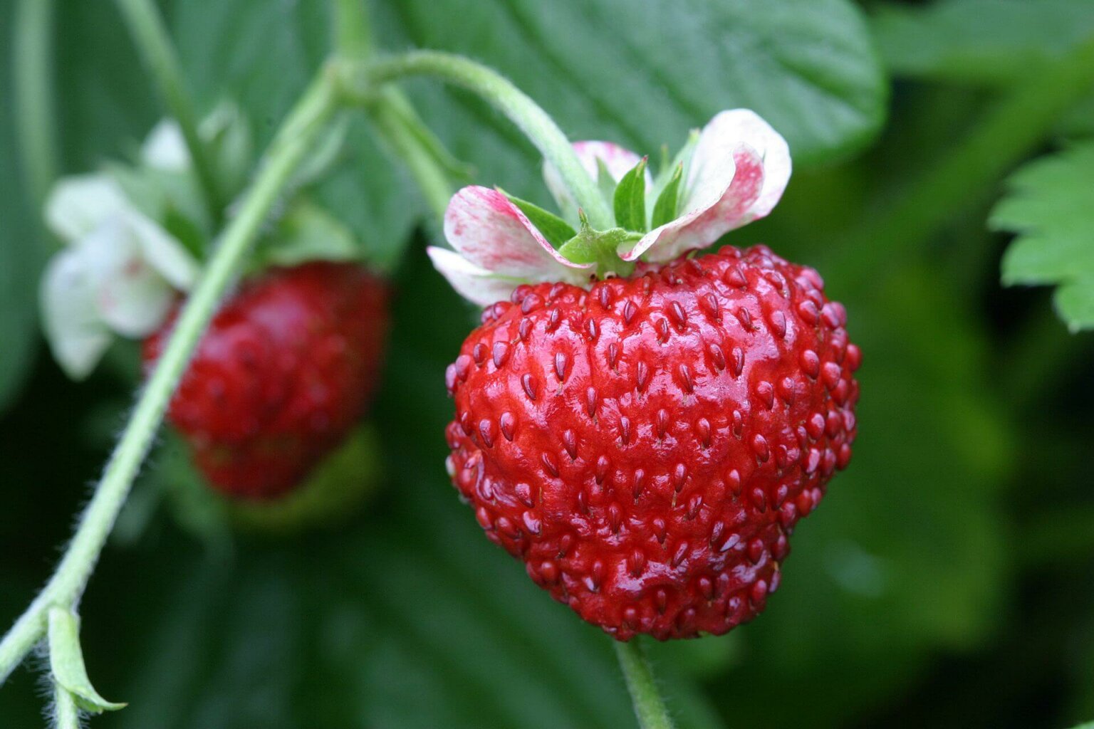 Mignonette Alpine Strawberry Seeds 2302 | OSC Seeds