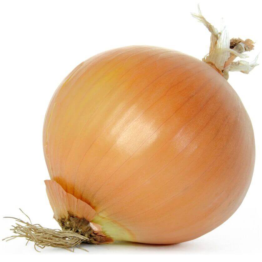 Sweet Spanish Utah Onion Seeds Large Globe Type 1860 OSC Seeds