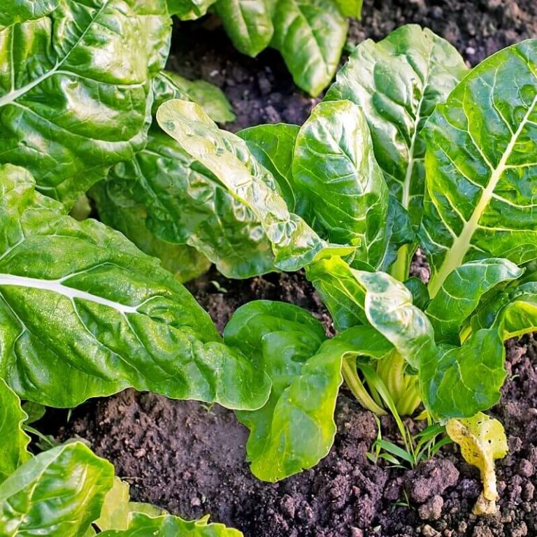 perpetual-spinach-swiss-chard-seeds-2202-osc-seeds