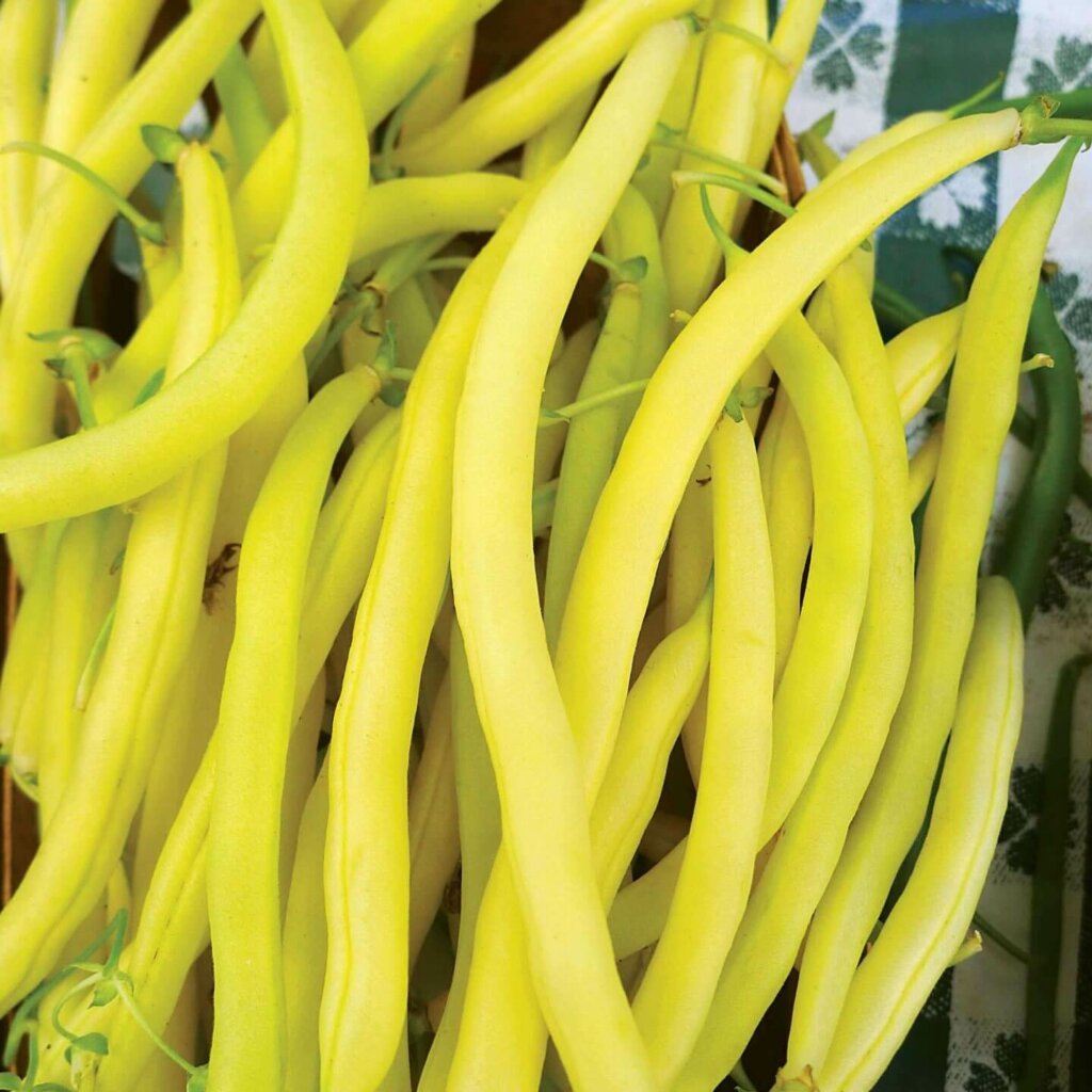 Yellow Bean Seeds In Canada Bush Pole Types OSC Seeds   259 Yellow Snap Bean Df Cc E1549747062142 1024x1024 