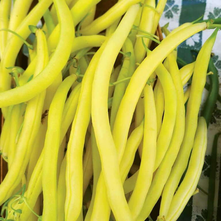 Yellow Bean Seeds In Canada Bush Pole Types OSC Seeds   259 Yellow Snap Bean Df Cc E1549747062142 768x768 