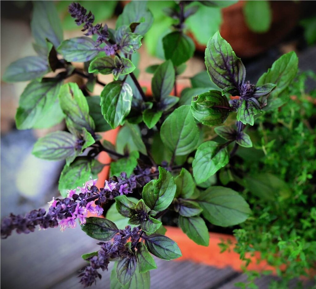 Siam Queen Basil Seeds (Thai Type) 3135 | OSC Seeds