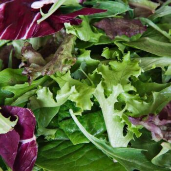  Mesclun, Mixed Salad Greens Seeds : Patio, Lawn & Garden
