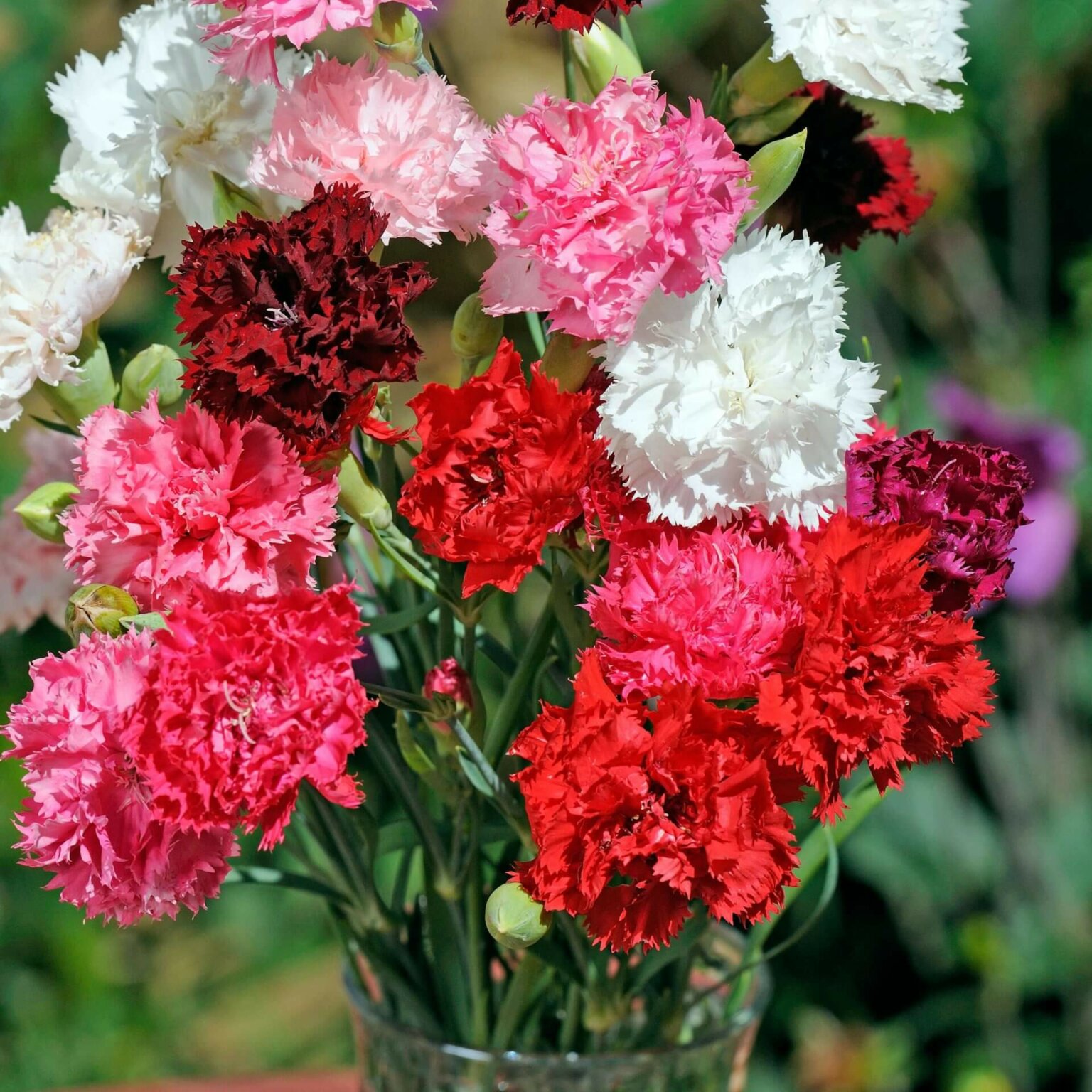 Double Mixed Dianthus Seeds (Chinese Annual Pink Type) 5205 | OSC Seeds