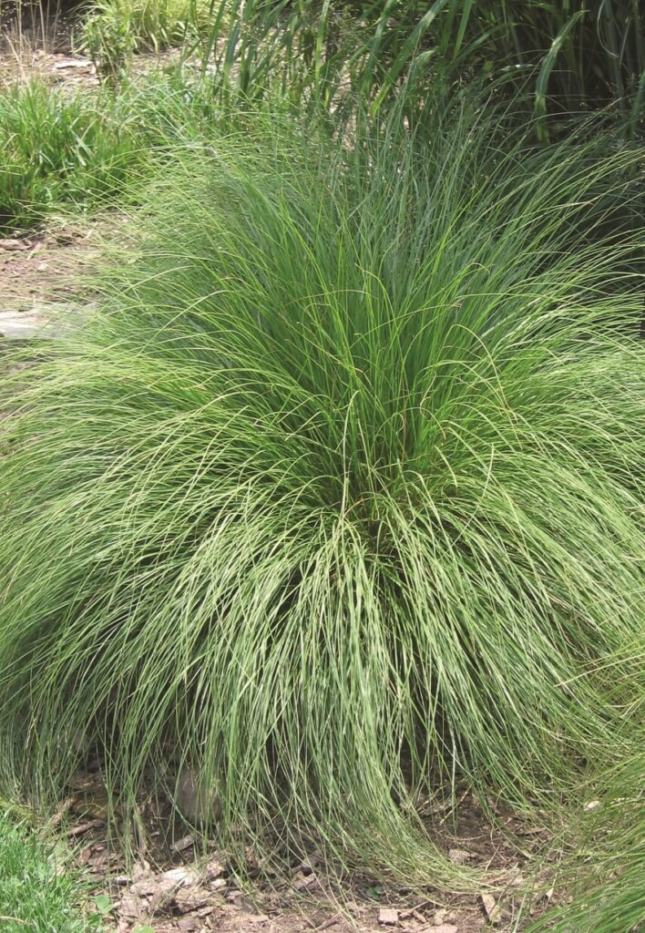 Blue Fescue Ornamental Grass Seeds 7015 | OSC Seeds