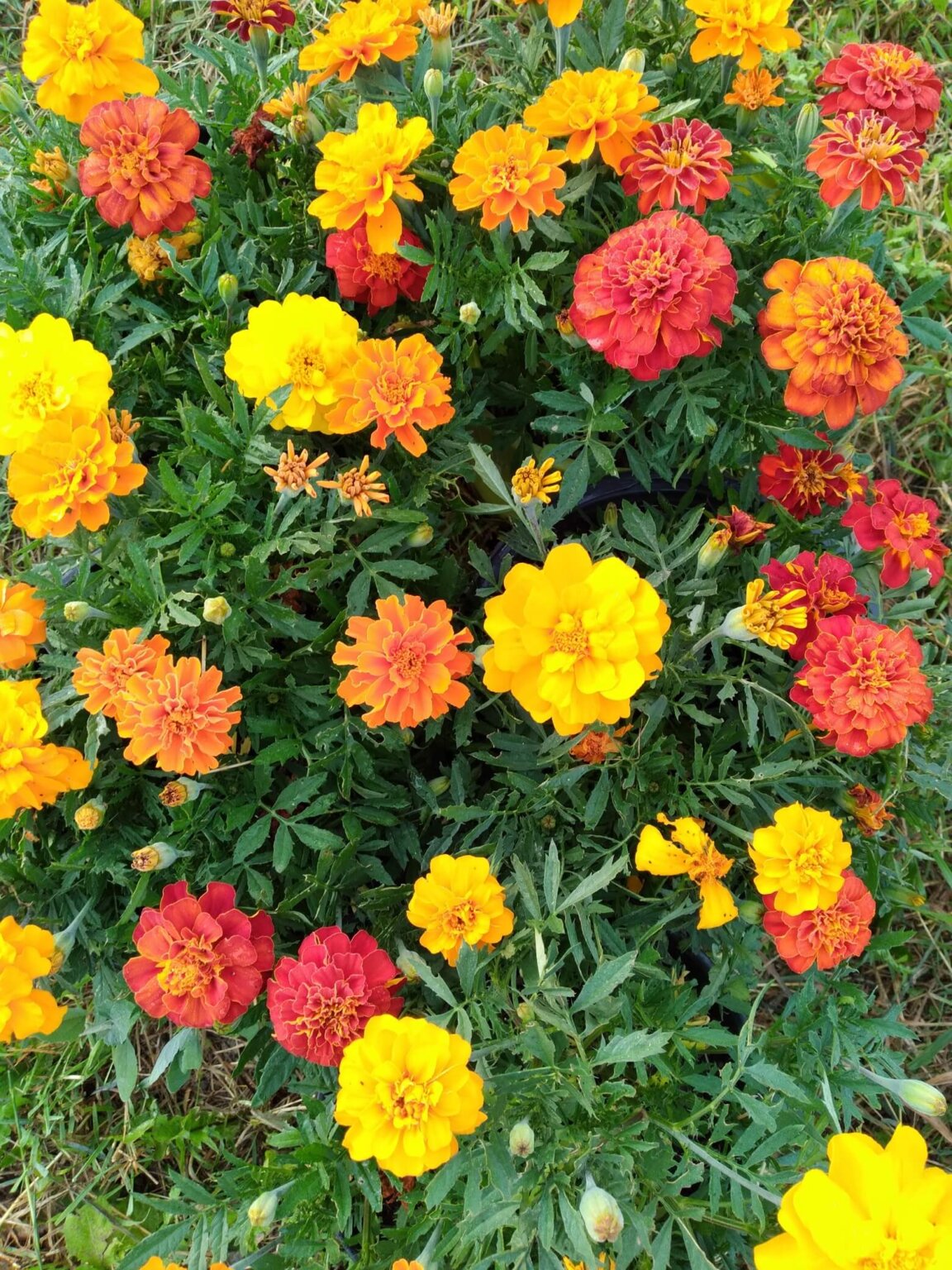 Durango Outback Mix Hybrid Marigold Seeds 5605 | OSC Seeds