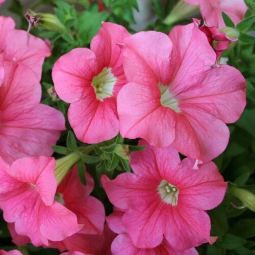 Pink Hybrid Wave Petunia Seeds (Ground Cover Type) 5980 | OSC Seeds