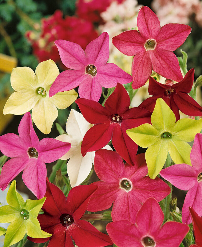 Cottage Garden Seed Collection 5180 | OSC Seeds