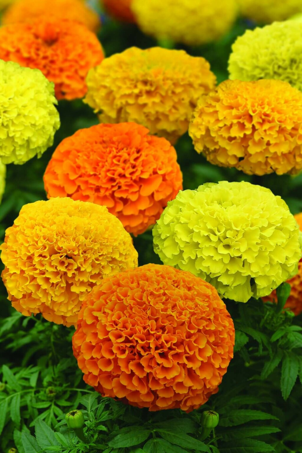 Marvel II Mixed Marigold Hybrid Seeds 5603 - African Type | OSC Seeds