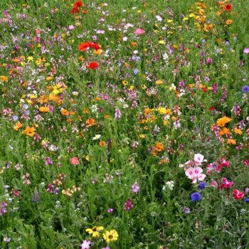 Wildflower Blends