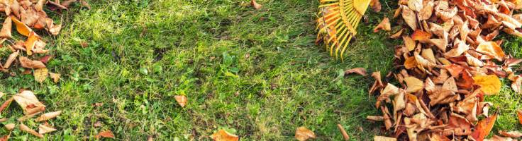 how to take care of grass